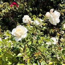 Nine Favorite Things | halfbakedharvest.com