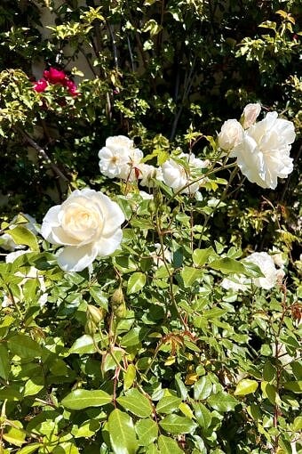 Nine Favorite Things | halfbakedharvest.com