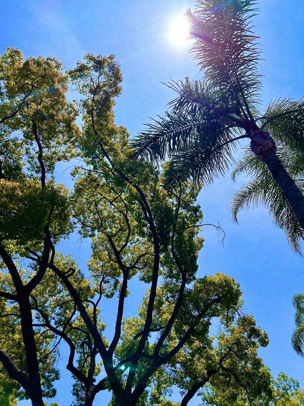 Nine Favorite Things | halfbakedharvest.com