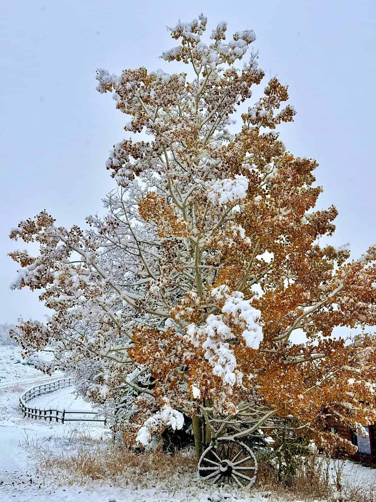 Nine Favorite Things | halfbakedharvest.com