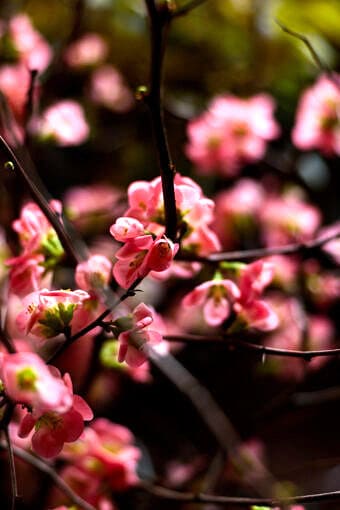 Nine Favorite Things | halfbakedharvest.com